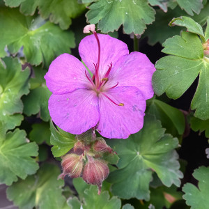 GERANIUM Geranium cantabrigiense (Karmina)