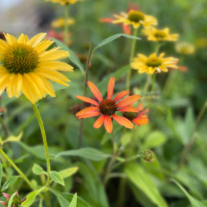 CONEFLOWER Echinacea prima (Tiger)
