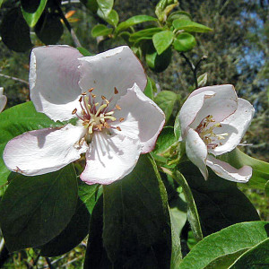 FRUITING QUINCE Cydonia oblonga (Richs)