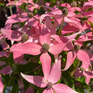 PINK-FLOWERING DOGWOOD Cornus kousa (Scarlet Fire)