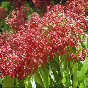 BEE BEE TREE Evodia Tetradium daniellii