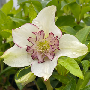 HELLEBORE Helleborus Winter Jewels (Picotee Pearl)