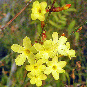 WINTER YELLOW JASMINE Jasminum nudiflorum