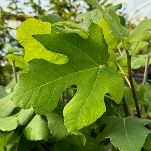 DWARF FIG Ficus carica (Fignomental)