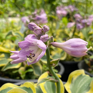 MINI HOSTA (Mini Skirt)