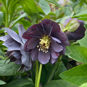 HELLEBORE Hellebore Winter Jewels (Slate Double)