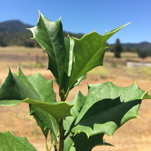 FEMALE AMERICAN HOLLY Ilex  opaca (Arlene Leach)