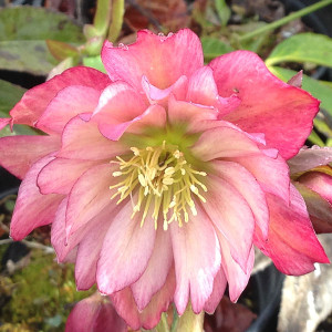 HELLEBORE Helleborus Winter Jewels® (Amber Gem)