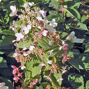 PEEGEE HYDRANGEA Hydrangea paniculata (Pink Diamond)