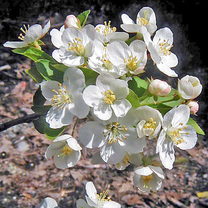 SARGENT CRABAPPLE Malus sargentii