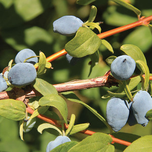 SELF FRUITING HASKAP Lonicera caerulea (Yezberry Solo)
