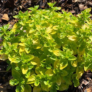 ORNAMENTAL OREGANO