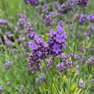 ENGLISH LAVENDER Lavandula angustifolia (Essence Purple)