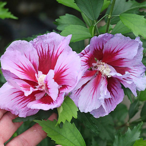 COLUMNAR ROSE OF SHARON Hibiscus syriacus (Purple Pillar)