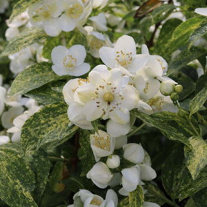 VARIEGATED MOCK ORANGE Philadelphus (Illuminati Sparks)