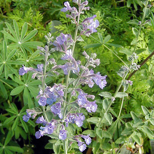 LOW CATMINT (Nepeta faassenii) "Walkers Low"