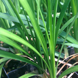 LAVENDER LILYTURF Liriope muscari (Big Blue)