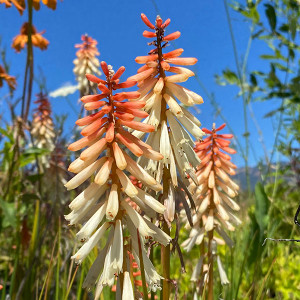 TORCH FLOWER Kniphofia (Orange Vanilla Popsicle)