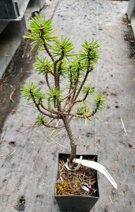 JACK PINE Pinus banksiana (Schoodic)