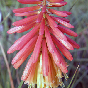 ORANGE DWARF TORCH FLOWER Kniphofia  (Papaya Popsicle)