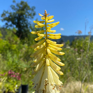 DWARF TORCH FLOWER Kniphofia  (Pineapple Popsicle)