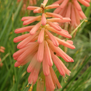 TORCH FLOWER Kniphofia  (Redhot Popsicle)