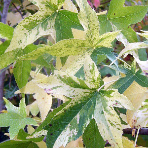 VARIEGATED SWEETGUM Liquidambar styraciflua (Variegata)
