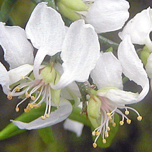 TRIFOLIATE ORANGE Poncirus trifoliata