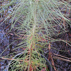 COULTER PINE (Pinus coulteri)