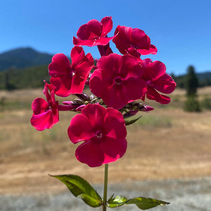 PHLOX (Red Riding Hood)