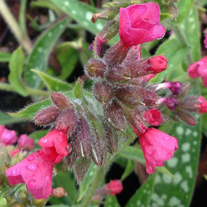 LUNGWORT Pulmonaria  (Raspberry Splash)