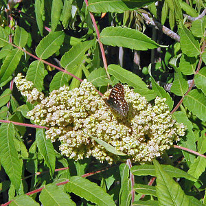 STAGHORN SUMAC (Rhus typhina)