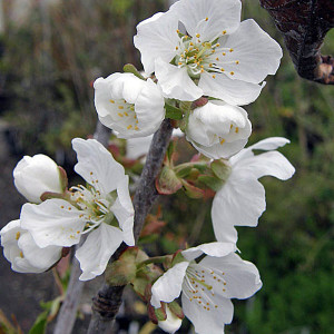 SWEET CHERRY Prunus avium (Bing)