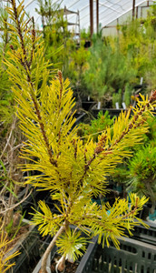 DWARF GOLDEN SCOT'S PINE Pinus sylvestris (Nisbets Gold)