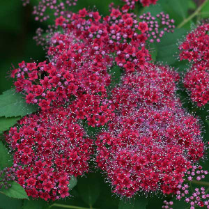 RED SPIREA Spiraea japonica (Double Play Red)