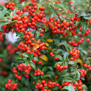 PYRACOMELES (Berry Box)