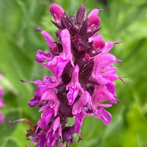 GARDEN SAGE Salvia (Bumbleberry)