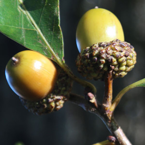 EASTERN WHITE OAK Quercus alba