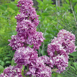 HYBRID LILAC Syringa vulgaris (Charles Joly)
