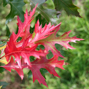 SCARLET OAK Quercus coccinea