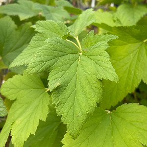 RED CURRANT Ribes rubrum (Red Lake)