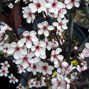 PURPLE-LEAF SAND CHERRY  Prunus cistena
