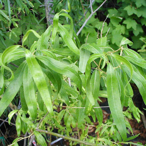 GOLDEN CORKSCREW WILLOW Salix matsudana (Golden Curls)