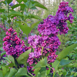 DEEP PURPLE LILAC Syringa vulgaris (Ludwig Spaeth)