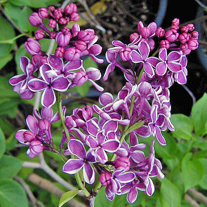 PICOTEE LILAC Syringa vulgaris (Sensation)