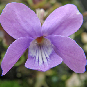 BURGUNDY FLUSHED VIOLET Viola  (Heartthrob)