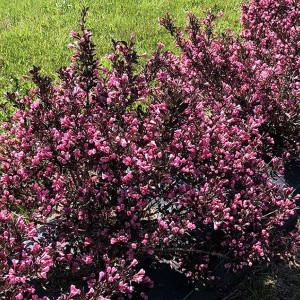 CARDINAL SHRUB Weigela florida (Very Fine Wine)