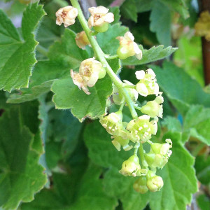 RED GARDEN CURRANT Ribes sativum (Rovada)