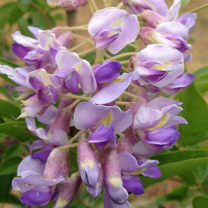 HARDY WISTERIA (Wisteria macrostachya) "Blue Moon"