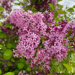 LILAC (Syringa red) "Red Pixie"